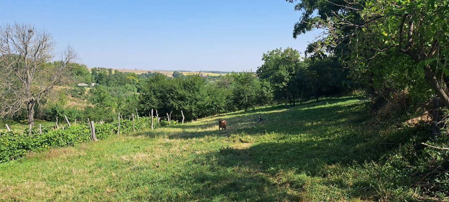 Teren intravilan 2.370 mp, Hlapesti, Jud. Neamt, utilitati la poarta. - 2
