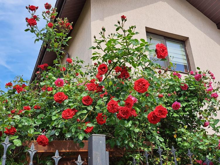 Vilă P+1 4 camere Teren 300 mp  Bragadiru – Strada Safirului - 1