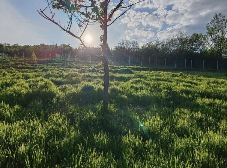 Teren extravilan 10 arii (1000 mp) Bistrita , Dealul Targului - 7