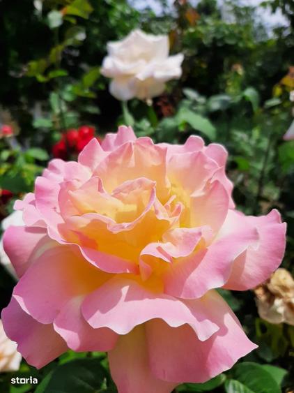 Casa 200mp + teren 2745mp la 30km Bucuresti - pre? ajustat vanzare - 1