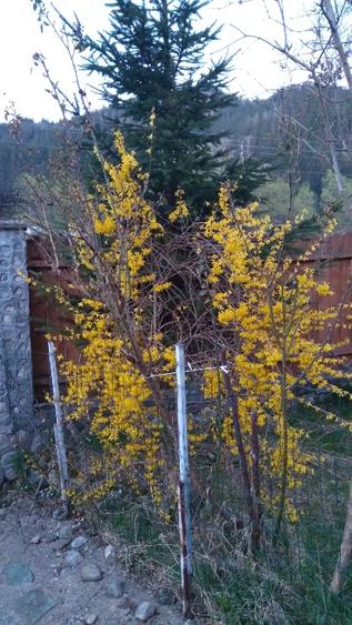 Vila cu 13 camere de vanzare in Valcea, Voineasa - 8