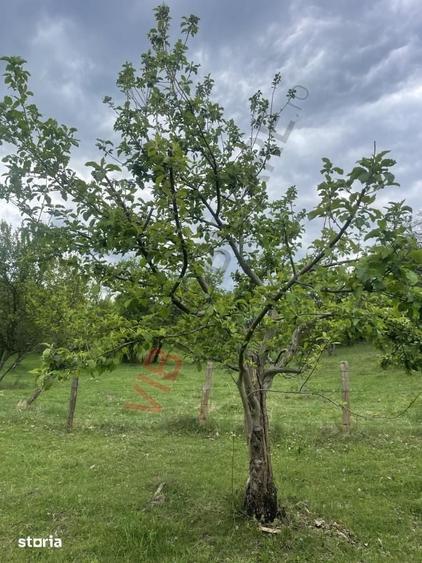 Teren de 7280 mp, în Mihăești