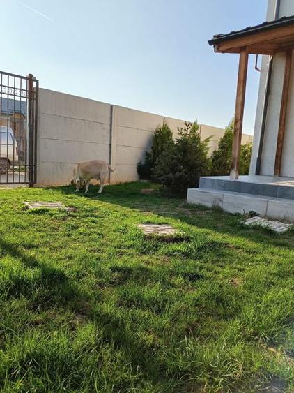 CASA INSIRUITA 4 CAMERE PARTER+ETAJ+POD - 4