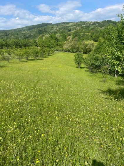 Teren de 5000 mp, în Schiulești