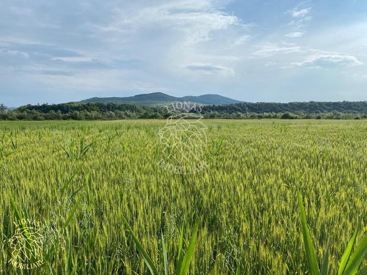 Teren agricol extravilan de 4300 mp, în Chintelnic