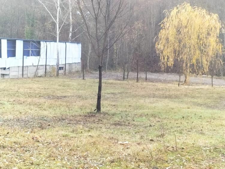 Teren de inchiriere eventual vanzare - 8