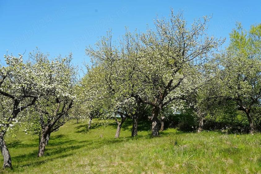 Teren de 10000 mp, în Breb