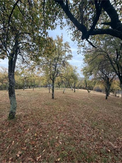 Teren de 2614 mp, în Sohodol