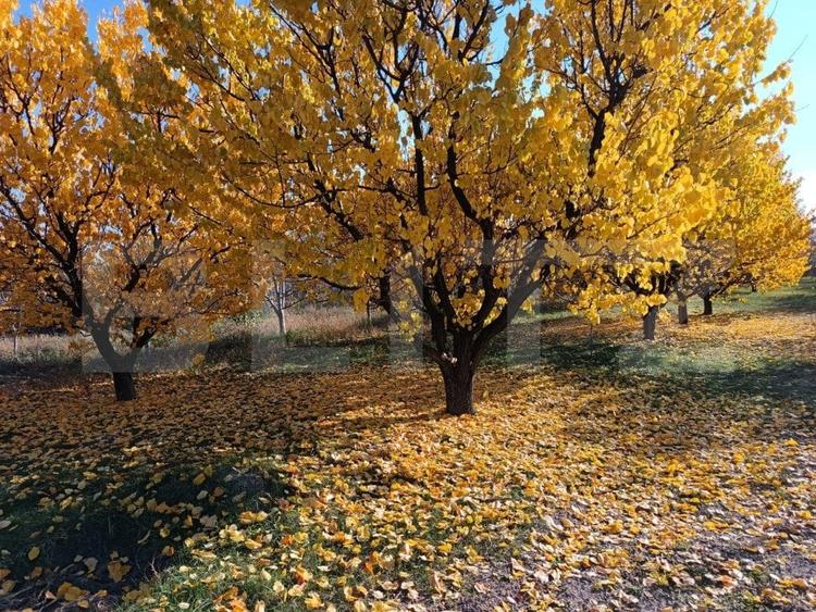 Teren Construcții intravilan de 3325 mp, în Măgurele