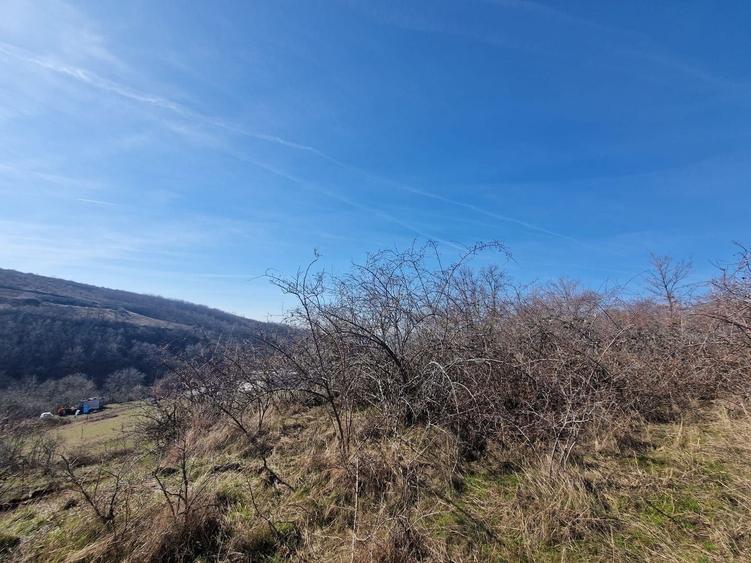 Teren agricol extravilan de 23400 mp, în Cuvin