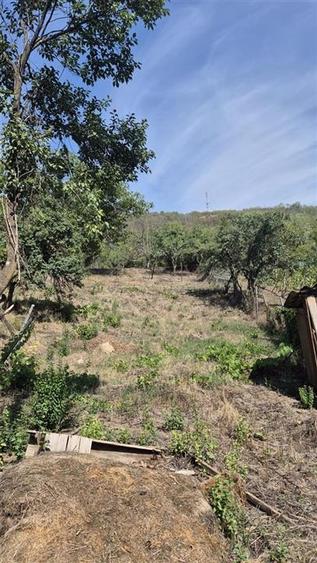 Teren Construcții intravilan de 3600 mp, în Podgoria