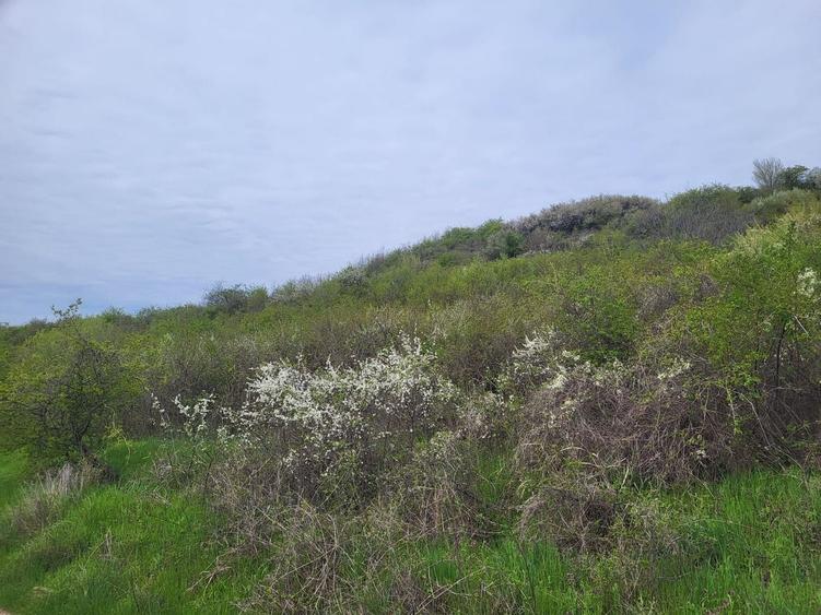 Teren agricol intravilan de 35000 mp, în Ștefănești