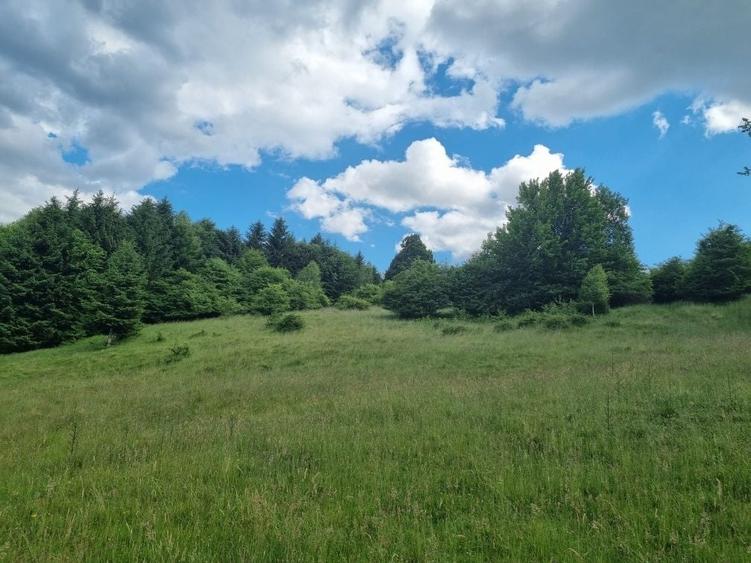 Teren de 9300 mp, în Pănicel