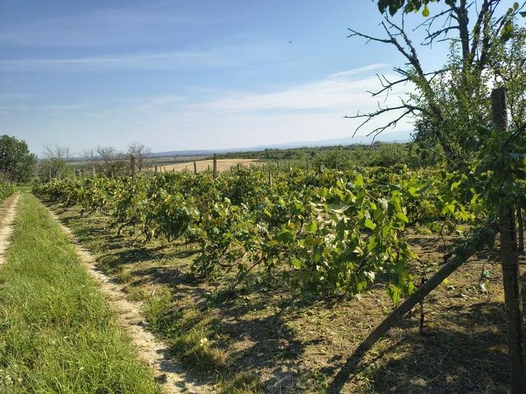 Casă cu 2 camere în Bocsig