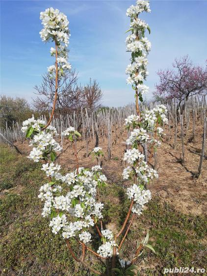 Livada de vanzare. - 3