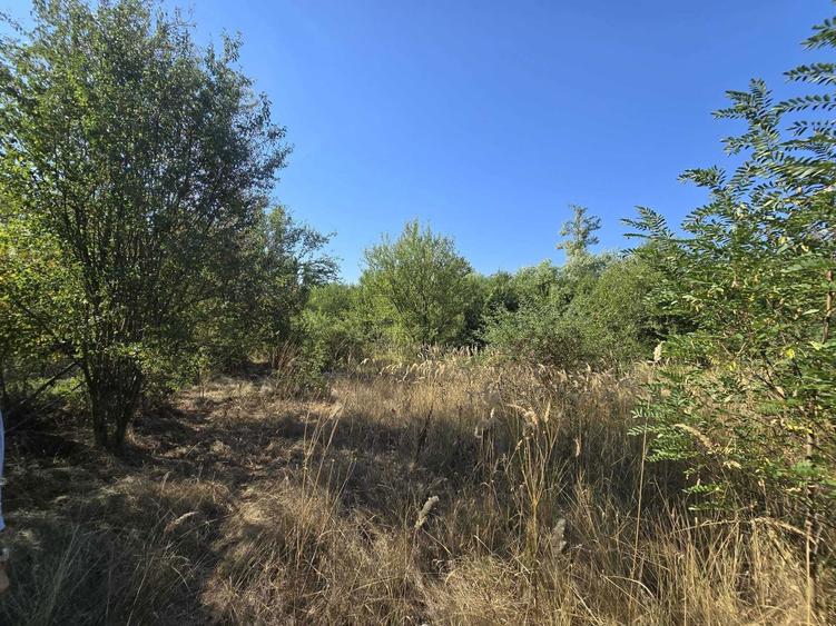 Teren vanzare Ciolpani / Luparie 10.000 PROMOTIE DE SARBATORI - 4