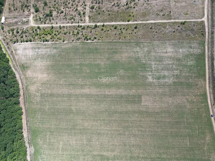 Teren intravilan langa padure Corbeanca Park