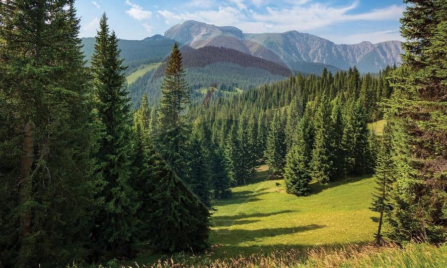 Apartament cu 2 camere in Poiana Ski Chalet - 20