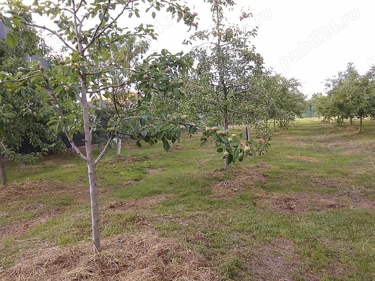 Casa de vanzare 2018, la cheie cu gradina + Casa batraneasca cu gradina gratis la pachet. - 3