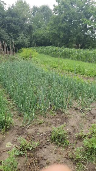 Casa de vanzare Luncasi - 10