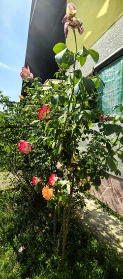 Casa Breaza , zona centrala , 500mp teren drept ,toate utilitatile - 23