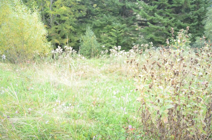 Teren intravilan situat in Busteni-Valea Alba - 9