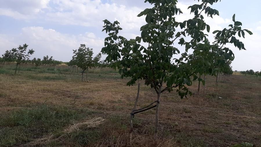 Livadă de nuc: Afacere agricolă cu potențial ridicat – 74,9 ha irigate - 9