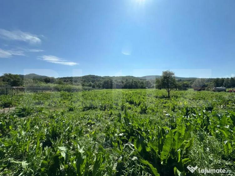 Casa saseasca de vanzare, curte, gradina, teren 3000 mp - Ji - 1