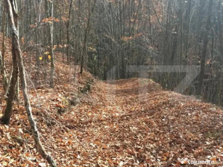 Teren extravilan de vanzare, 3.5 ha padure + pasune in Comun - 3