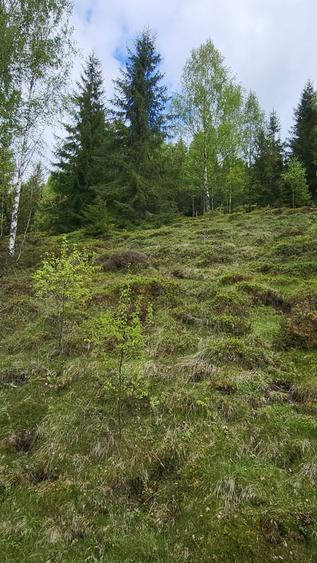 Teren intravilan de cabana la munte - 4