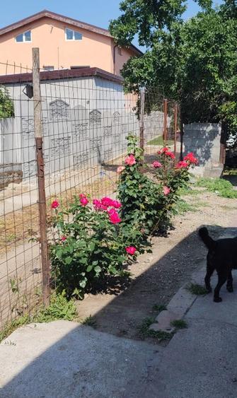 Casa de vanzare in Jilava - 5