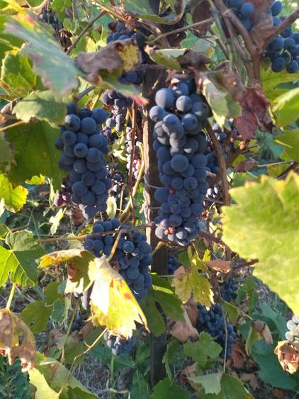 Vand casa batraneasca cu anexe si teren generos - 5