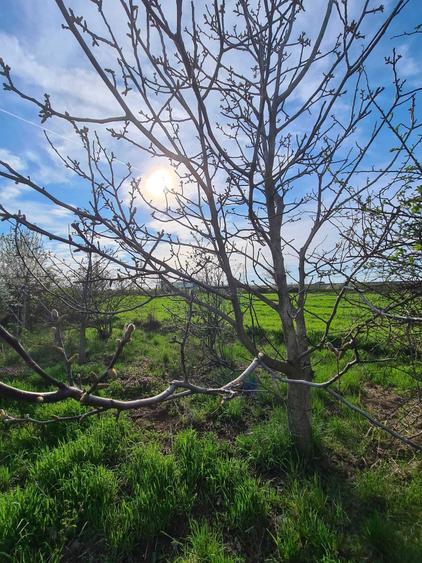Teren intravilan - loc de casa Mihailesti - 3