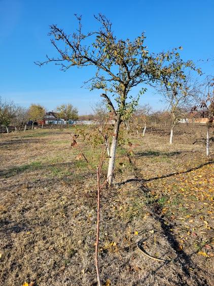 Vând teren intravilan suprafață 1414mp în Sânpetru Mare, jud.Timiș .  - 7
