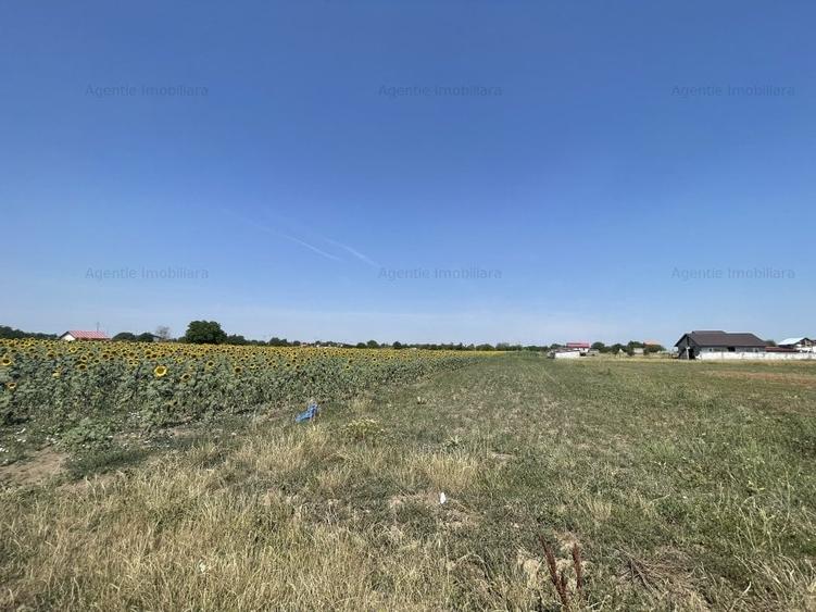 Teren Postavari - Frumusani - 1956 mp - 3