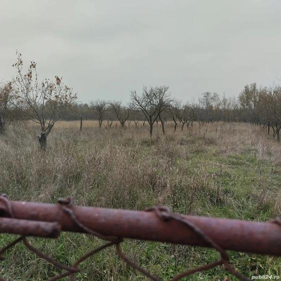 Proprietate de vanzare.Sat Draghicesti com.Sapata jud.Arges - 7