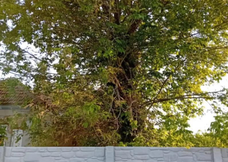 Casa P, 96 mp, teren 1948, Silistea Crucii - 4