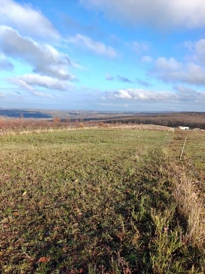 Teren intravilan 3.000 mp – 8 min de Oradea, Săldăbagiu de Munte - 4