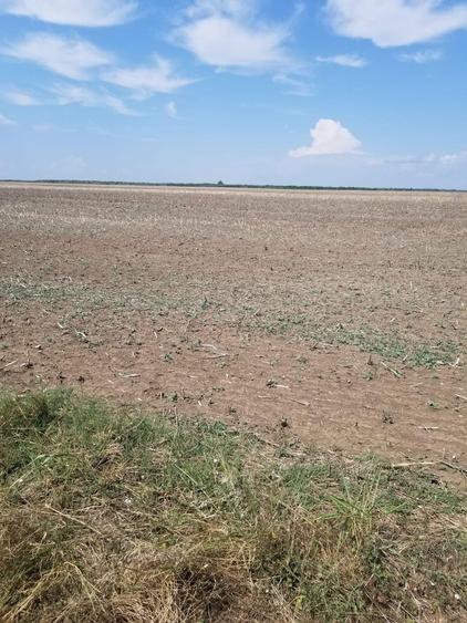 Teren de vinzare Gradistea jud Ilfov - 2