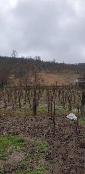 Proprietar Vand Casa 3 camere, Saliste, Dolj - 8