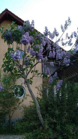 Vila cu 13 camere de vanzare in Valcea, Voineasa - 7