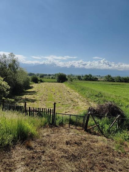 Casa cu gradina roditoare si teren 3000 m2 de vanzare Sacadate, Sibiu / House with Garden and 3000 m2 Land for Sale Sacadate, Sibiu - 3