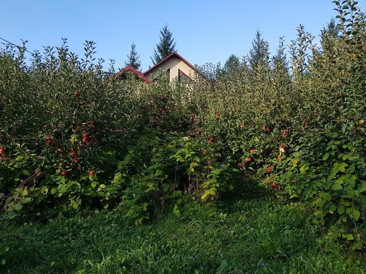 Vânzare casă cu teren - 3