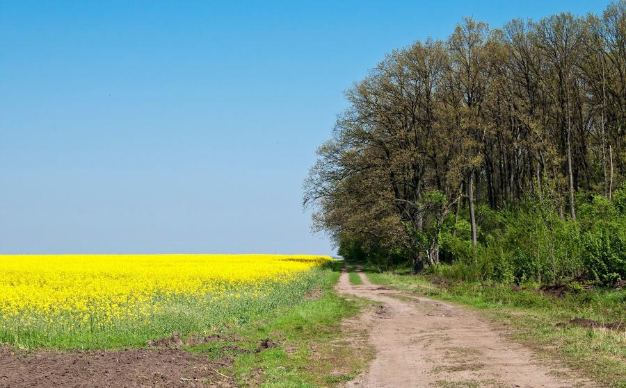 Proprietar - SUPER OFERTA - TEREN 17.500 MP - 7,5 EURO -  MOARA VLASIEI - 4