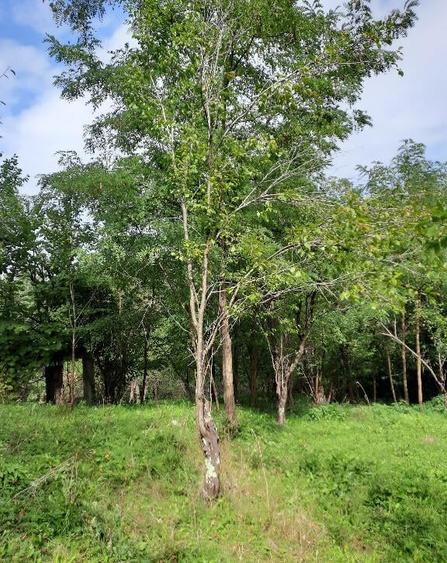 Conac situat in Breaza cu 2340 mp teren - 5