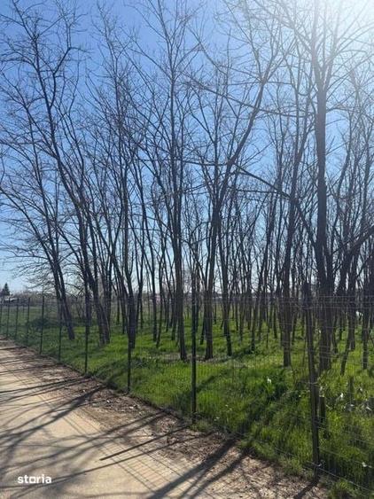 Vand teren intravilan Gruiu-Lipia - 1