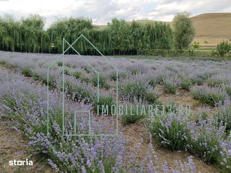 Domeniu, Afacere de vanzare, Sebes, Alba, balta pescuit, ferma lavanda - 7