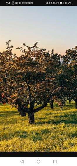 Vand teren cu livada pentru casa sau casa de vacanta - 1