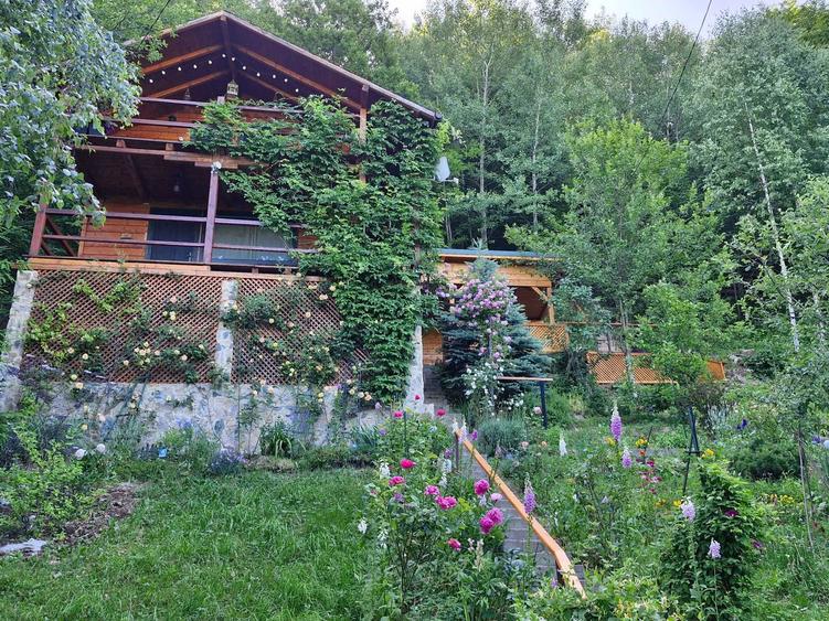 Vindem cabana la Muntele Rece - 4