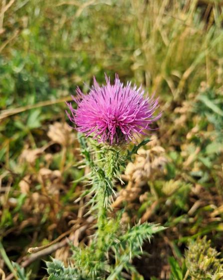 Teren intravilan suprafata de 2504 mp Feleacu - 1